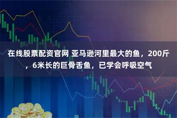 在线股票配资官网 亚马逊河里最大的鱼，200斤，6米长的巨骨舌鱼，已学会呼吸空气
